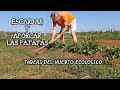 Cuidados de las patatas en el huerto ecolgico cultivo de papas 2