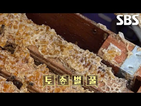 The Distinctive Charm of 'Native Honey' vs. Farmed Honey♨ (ft. Beeswax)