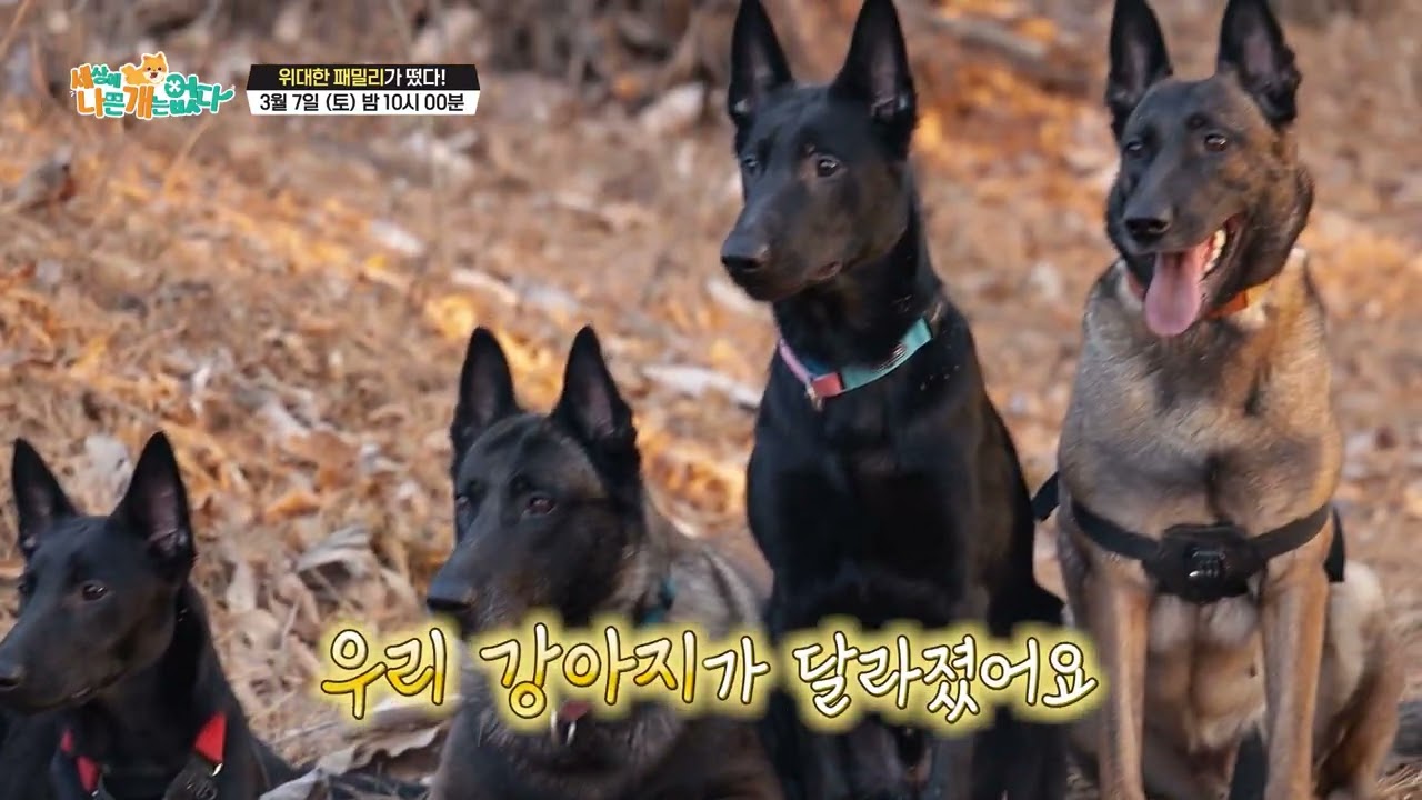 [선공개] [세상에 나쁜 개는 없다] 위대한 패밀리가 떴다!_2