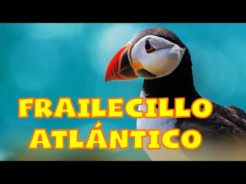 Video: Frailecillo atlántico: características, datos interesantes