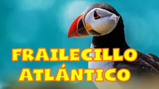 FRAILECILLO - Datos Curiosos en 5 minutos by ABC del mundo Animal 1,508 views 1 year ago 5 minutes, 41 seconds