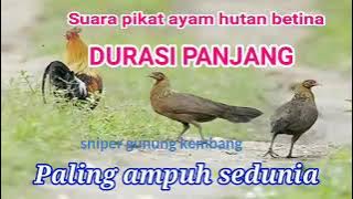 SUARA AYAM HUTAN BETINA SUPER JERNIH . TANPA IKLAN