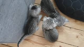 Egyptian Mau kittens by Karlskoga Katthotell & Butik 2,074 views 3 years ago 1 minute, 45 seconds