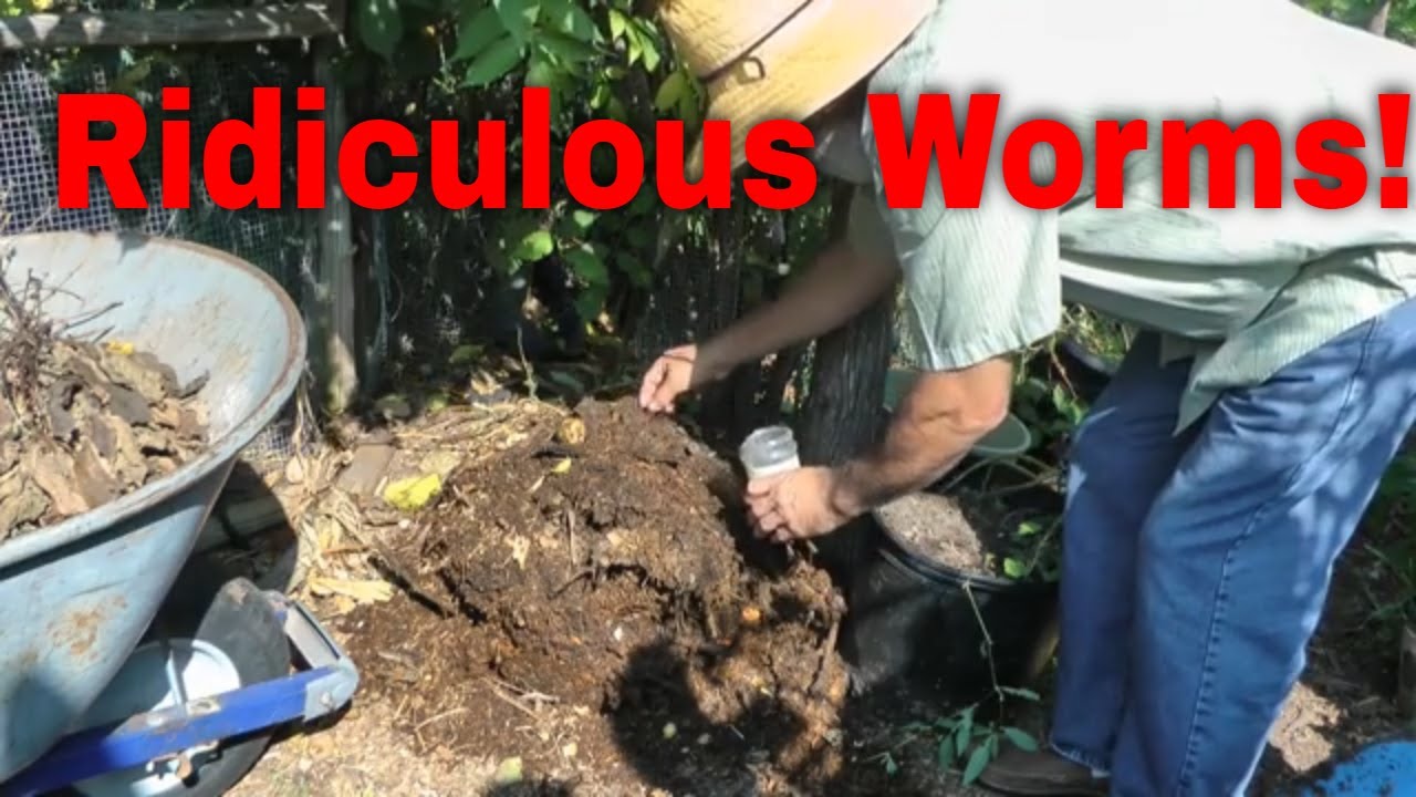 How to grow worms for fishing!