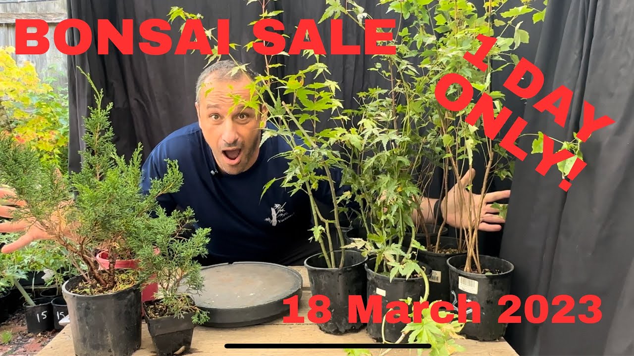 BONSAI SALE! 1 DAY ONLY! 18 March 2023 Melbourne Hundreds of bonsai
