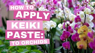 How to Apply Keiki Paste on Orchids🌸