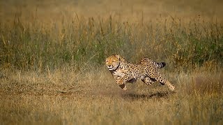 Cheetahs in Hunt - Fastest Land Animal (HD)