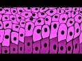 Human Skin Structure and Function