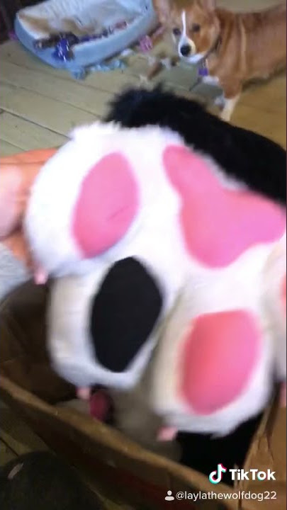 Fursuit unboxing