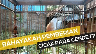 BAHAYAKAH PEMBERIAN CICAK PADA BURUNG CENDET?