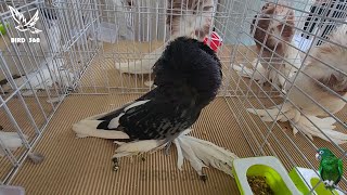 American Saint Pigeon Fancy Pigeons Top Quality American Saint Pigeon Pigeon Show