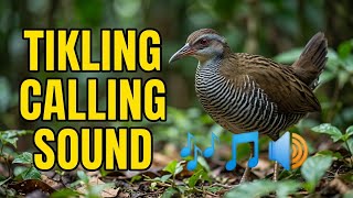 Tikling calling sound|bird sounds|birds|100�fective(via Bluetooth)