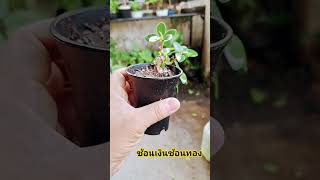 ไทรช้อนเงินช้อนทอง mini bonsai บอนไซ บอนไซจิ๋ว ไม้จิ๋ว bonsaimini