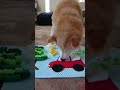 ノーズワークマット使用例【くるみちゃん】