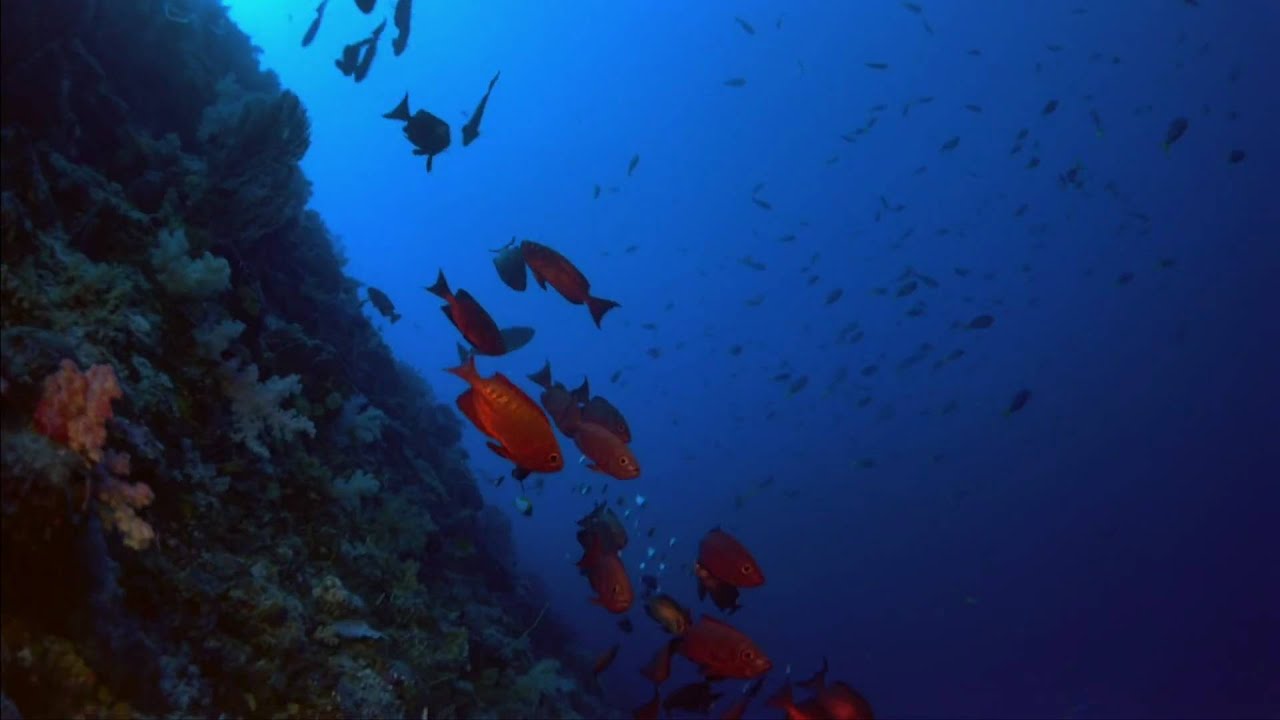 The Living In The Sea Full HD 1080p - YouTube