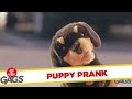 Đùa chút thôi nước ngoài - Puppy Steals Hot Dogs