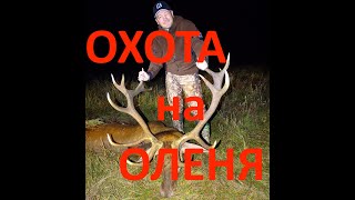 Охота на благородного оленя во время гона(Беларусь). Orsis 300 WSM, IWT. Red deer hunting in Belarus