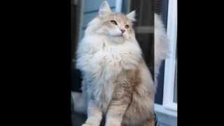 Norwegian Forest Cat Light Amber Blotched