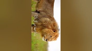 ياسر الدوسري سورة لقمان #ياسر_الدوسري #quran #قران #islam #الكعبة #الحرم_المكي #مكة