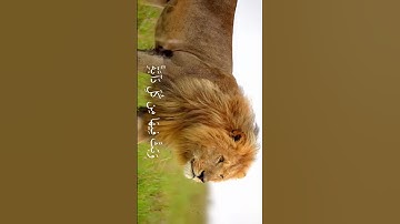 ياسر الدوسري سورة لقمان #ياسر_الدوسري #quran #قران #islam #الكعبة #الحرم_المكي #مكة