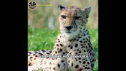 ЧТО БУДЕТ ГЕПАРД ПРОТИВ СОБАК