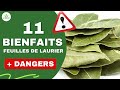 Tout savoir sur les feuilles de laurier les bienfaits cachs pour la sant