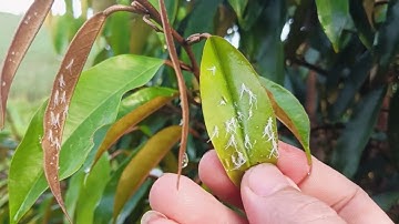 Thuốc đặc trị Rầy xanh, rầy nâu hiệu quả nhất hiện nay.