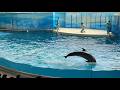 新江ノ島水族館 えのすい イルカショー "Wave～きみの波になりたい～" & ショー後の光景 ※2026.05.31 14:45