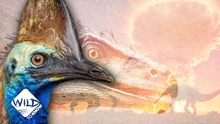 Cassowaries: Nature's Living Dinosaurs | Wild to Know