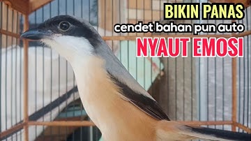 toet toet suara cendet gacor Di PAGI HARI sangat efektif buat Pancingan cendet diam agar cpt bunyi