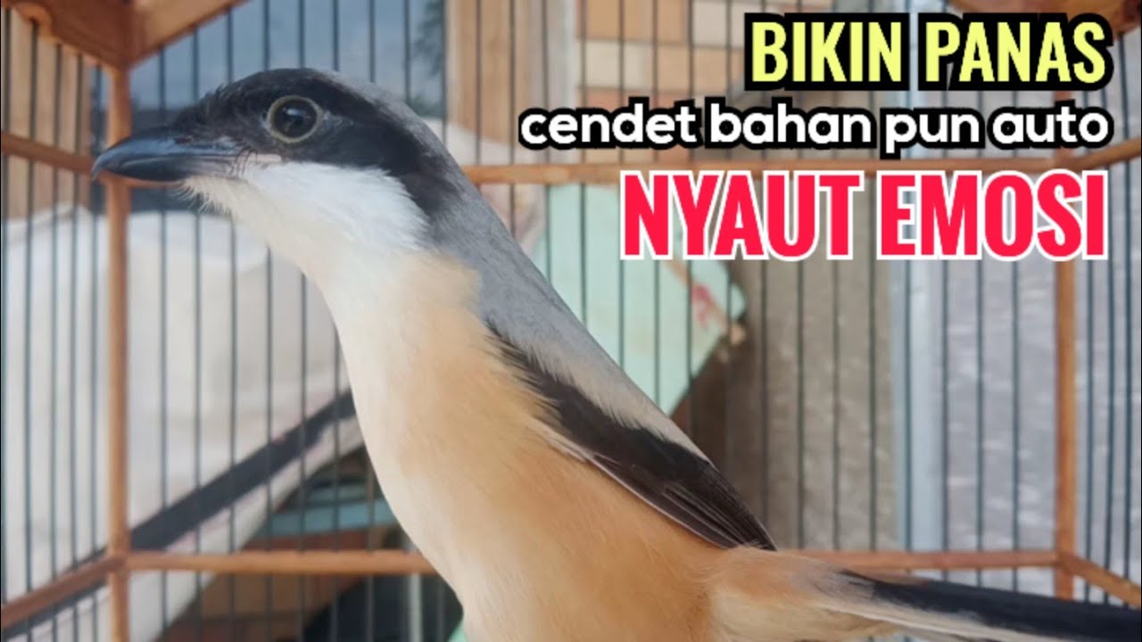 toet toet suara cendet gacor Di PAGI HARI sangat efektif buat Pancingan cendet diam agar cpt bunyi