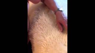 The proper way to clean your rug