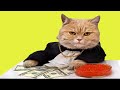 Top 10 Most Expensive Cat Breeds