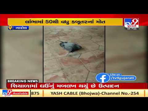 Ahmedabad: Over 50 pigeons died in Narol, bird flu suspected| TV9News