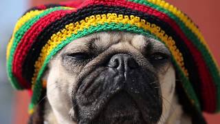 Rasta Pug - Doug The Pug