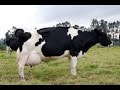 Clasificación del ganado Holstein Lechero - TvAgro por Juan Gonzalo Angel