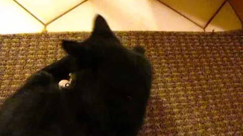 Watch the video about Chopper the Black Manx Kitten
