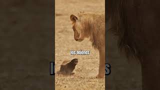 La estrategia Secreta de los Tejones de la miel 🦡 #curiosidades #biologia #datoscuriosos