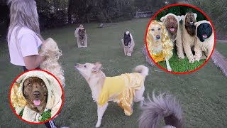 DRESSING UP MY 4 DOGS FOR HALLOWEEN | Kaelin And Her Pups 025 by Kaelin Munkelwitz 339 views 2 years ago 3 minutes