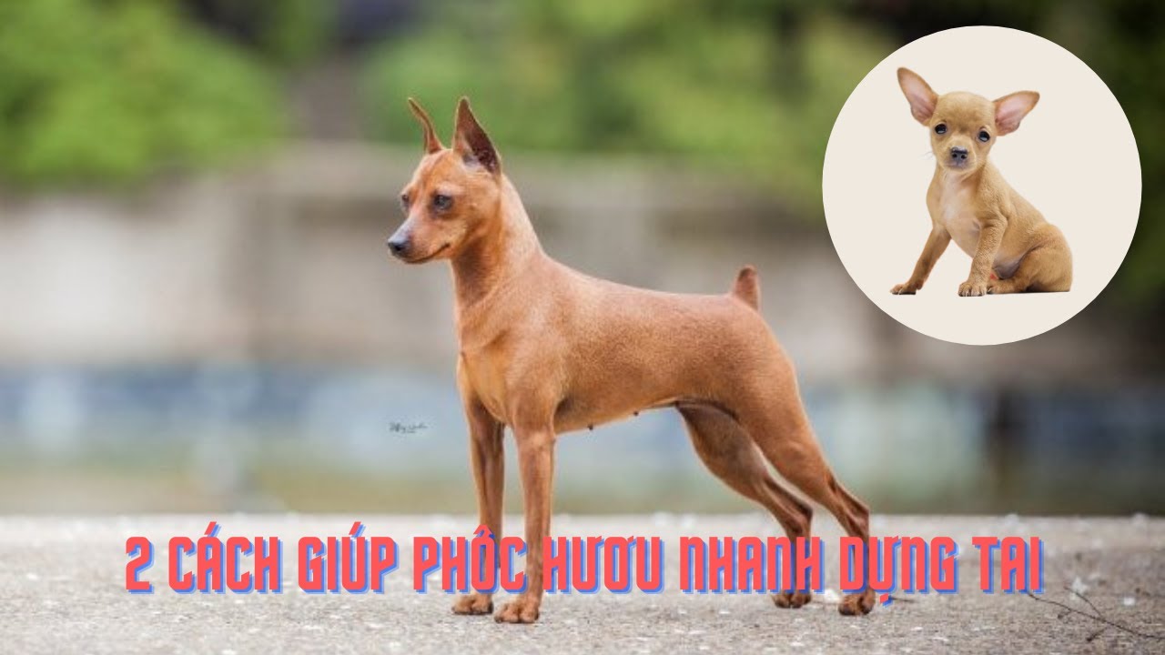 2 Cách Giúp Phốc Hươu Nhanh Dựng Tai - youtube