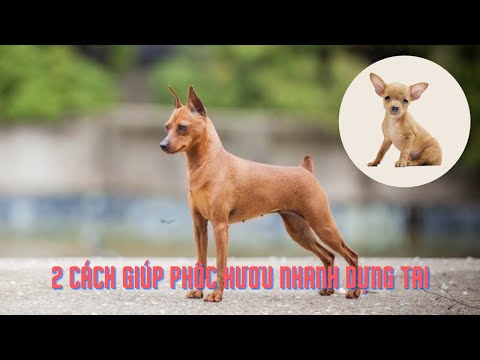 Video 2 Cách Giúp Phốc Hươu Nhanh Dựng Tai - youtube