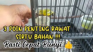 JANGAN SALAH RAWAT BOSS ❗❗ BEGINI CARA MERAWAT SIRTU/CIPOH BAHAN AGAR CEPAT BUNYI DAN GACOR