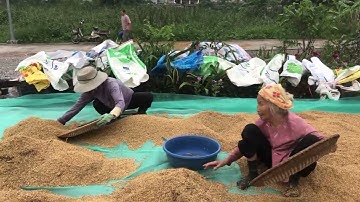 Cụ Quý tuy nhiều tuổi nhưng sàng thóc vẫn rất nhanh và sạch làm bà Chiều rất ngạc nhiên