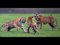 Tiger Attacks Own Family - Tiger Vs Tiger Amazing Fight Ranthambhore, India