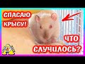 ЧТО СЛУЧИЛОСЬ С КРЫСОЙ ДАРИНОЙ? / СПАСЕНИЕ КРЫСЫ /  Alisa Easy Pets