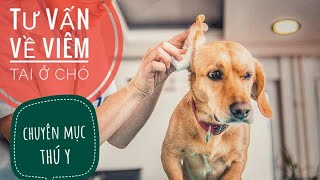 Làm Gì khi Chó bị Bệnh Viêm Tai / Chuyên Mục Thú Y/ NhamTuatTV - Dog in Vietnam