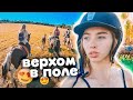 И снова поля... VLOG Осенний Пикник С ЛОШАДЬМИ