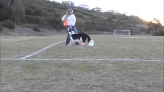 Flip Turn Dog Catch