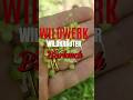 Wildwerk Waldwissen #Bärlauch #wildkräuter #survival #food #bushcraft #lernortnatur #naturheilkunde