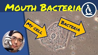 bacteria in mouth under microscope